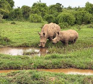 Breitmaulnashörner im Lake Nakuru NR