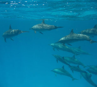 Delphine genau vor dem Steg in Rohanou!