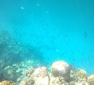 Citadel Azur - die Unterwasserwelt beim Schnocheln