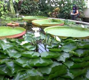 Gewächshäuser Botanischer Garten