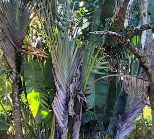 Wunderschöne Palmen. ...alles sehr gepflegt