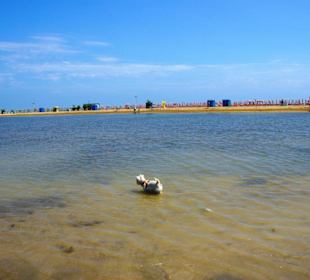 Strand Bibione 06_2011