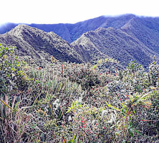 Podocarpus Nationalpark