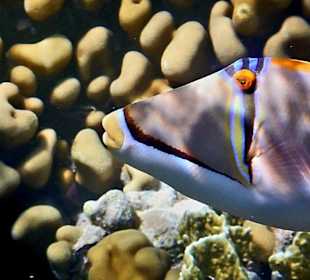 Schnorcheln Makadi Bay