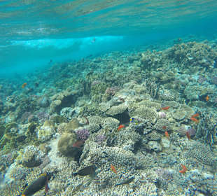 Schnorcheln Marsa Alam
