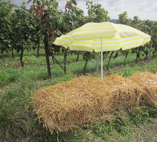 Kulinarische Weinbergswanderung