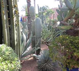 Eindrücke aus dem Jardin Majorelle Garten