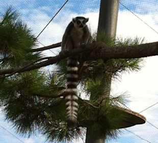 Lemure giocherellone