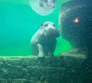 Wildlands Zoo in Emmen 