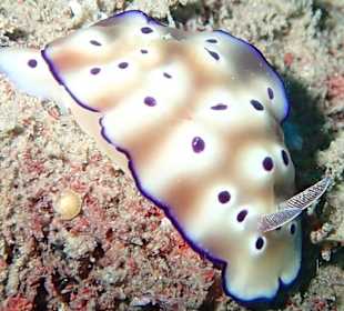 Hausriff Prince John Dive Resort 