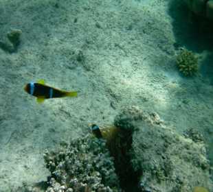 Schnorchelausflug im Roten Meer
