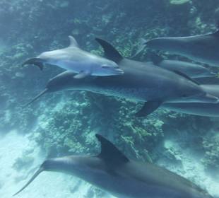 Delfine ganz nah