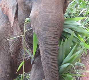 Für Elefantenliebhaber unschlagbar