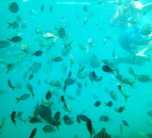 Schnorcheln beim Riff
