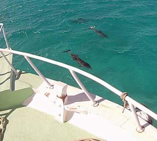 Delfine begleiten unser Boot