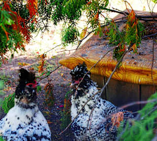 В Белгородском зоопарке