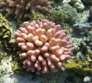 Korallengarten Gorgonia Beach