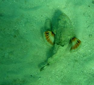 Links vom Riff endeckt