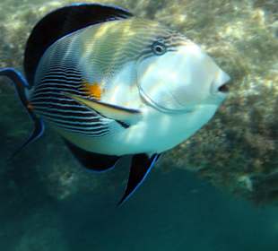 Sohal Doktorfisch beim Angriff