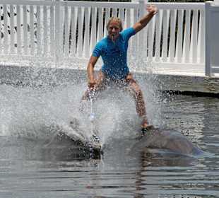 Dolphin Show