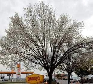 Denny´s Bakersfield