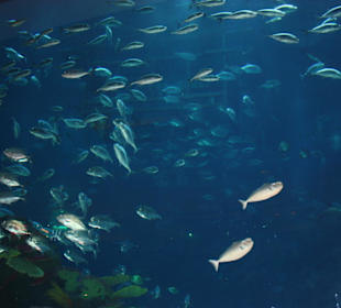 Bewohner des Aquariums