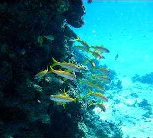 Rafa przy hotelu El Faraana Reef Resort