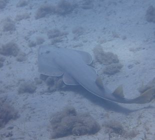 Gitarrenhai - Marsa Alam