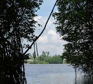 Blick aus den Mangroven
