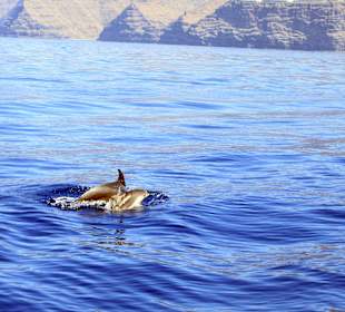 Whale Watching Oceano Valle Gran Rey 