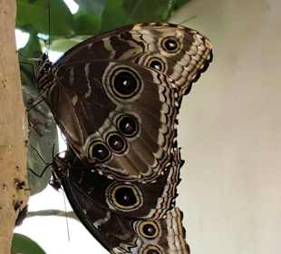 Key West Butterfly & Nature Conservatory
