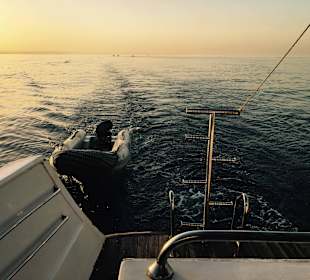 Delfinausflug mit Mo