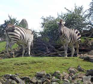 Zebras