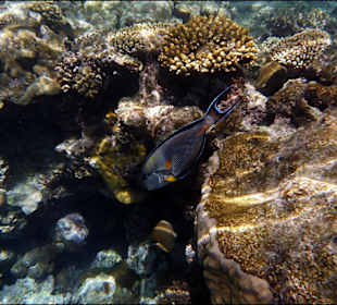 Rafa przy hotelu El Faraana Reef Resort