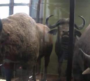 Naturhistorisches Museum