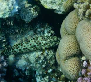 Fische