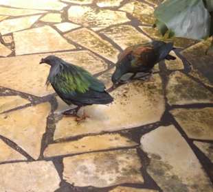 Weltvogelpark Walsrode