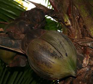 Praslin, Vallee de Mai