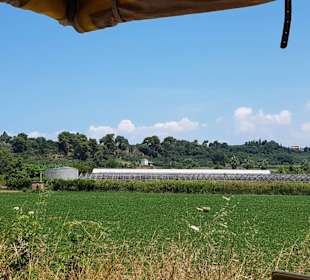 Auf dem Weg zum Weingut