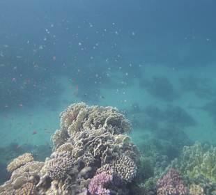 Schnorcheln Makadi Bay