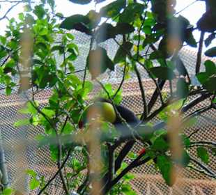 La Paz Waterfall Gardens