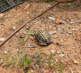 Freilebenden Schildkröten.