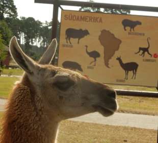 Durchfahrt Serengetipark