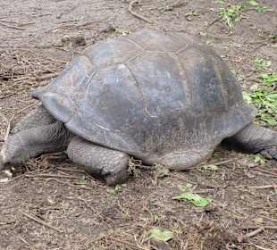 Schildkröte auf dem Weg nach Anse Banane