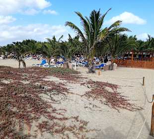Strand Santa Maria