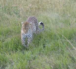 Masai Mara