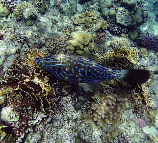 Überraschung am Hausriff am Hotel Holiday Beach Resort