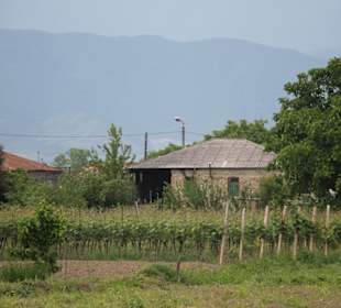 Weingut Shakarashvili - Weinrebenfeld