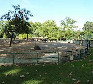 Strauß & Streifengnu