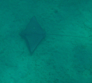 Adlerrochen in der Bucht